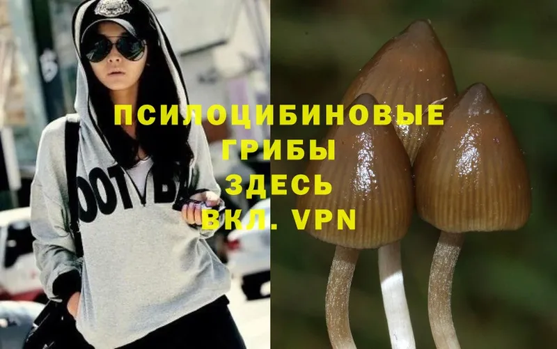 Галлюциногенные грибы Psilocybe  сколько стоит  Вихоревка 